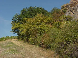 Vigne du collinen